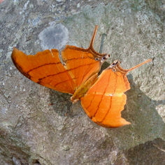 Ruddy Daggerwing (Marpesia petreus)
