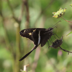 White-striped Longtail (Chioides albofasciatus)