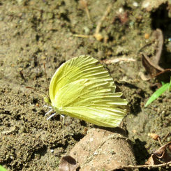 Mimosa Yellow (Eurema nise)