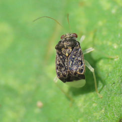 Cyrtocapsus Plant Bug