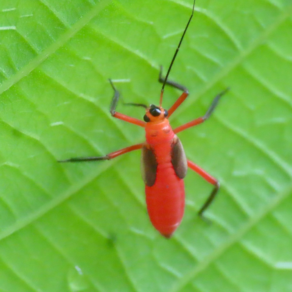 Plant Bug - Nymph (Unknown)