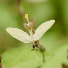 Arizona Carlowrightia (Carlowrightia arizonica)