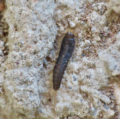 Long-tailed Silverfish (Ctenolepisma longicaudatum)