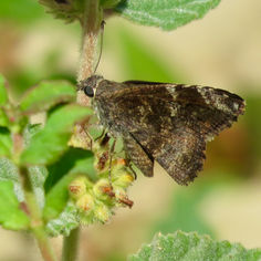 Mimosa Skipper (Cogia calchas)