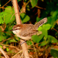 Rufous-naped Wren (Campylorhynchus rufinucha)