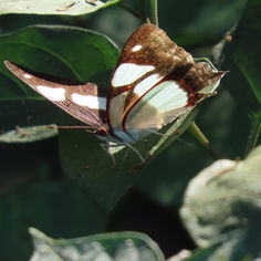 Leading Red-ring (Pyrrhogyra neaerea)