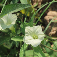 Rock Rosemary (Distimake quinquefolius)