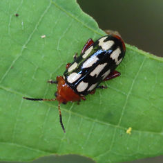 Disonycha scriptipennis