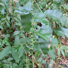 Smallcane (Lasiacis divaricata)