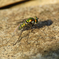 Condylostylus (Long-legged Fly)