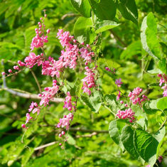 Coral Vine (Antigonon leptopus)