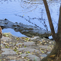 American Crocodile (Crocodylus acutus)