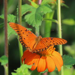 Gulf Fritillary (Agraulis vanillae)