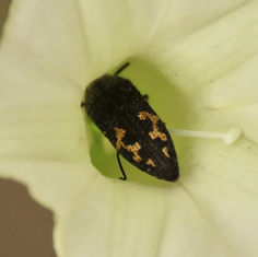 Acmaeodera setosa