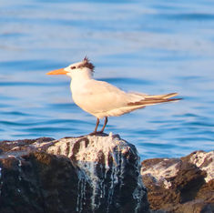 Royal Tern (Thalasseus maximus)