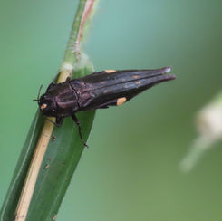 Agrilus divaricatus
