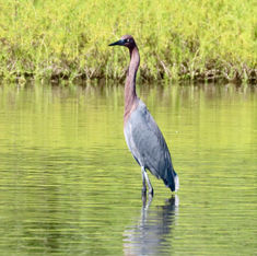 Reddish Egret (Egretta rufescens)