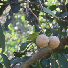 Rat Apple (Morisonia americana)