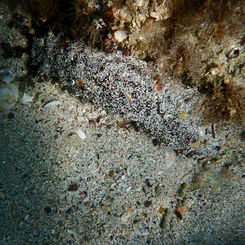 Sandy Sea Cucumber (Holothuria inornata)