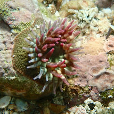 Cortez Sea Anemone (Bunodosoma californicum)