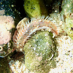 Bristle Worm copy (Genus Eurythoe)