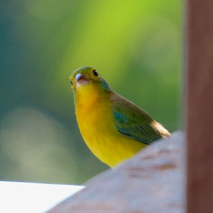 Orange Painted Bunting (Passerina leclancherii) - Male
