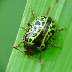 Calligrapha pantherina