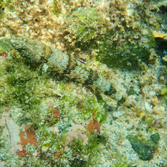 Sauro Lizardfish (Synodus lacertinus)