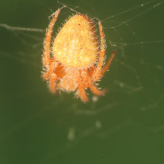 Eriophora edax