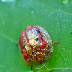 Golden Tortoise Beetle (Charidotella sepunctata)
