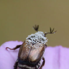 Anomalini Chafer Beetle