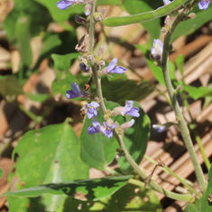 Calopogonium caeruleum