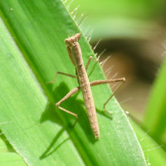 Yersinia mexicana