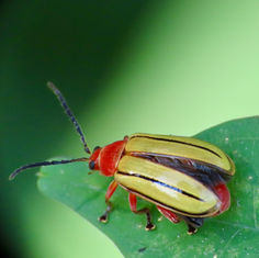 Florida Five-lined Yellow Disonycha (Disonycha quinquelineata)