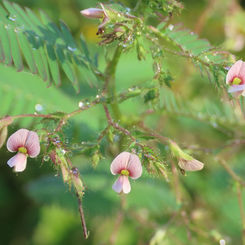Shyleaf (Aeschynomene americana)