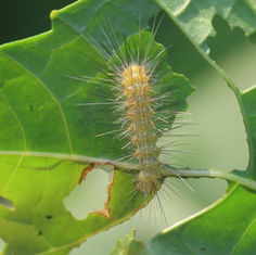 Genus Hypercompe - Tiger Moth - Caterpillar