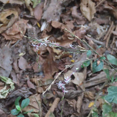 Guinea Hen Weed (Petiveria alliacea)