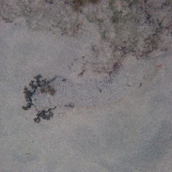 Sandy Sea Cucumber (Holothuria inornata)
