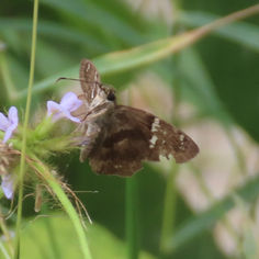 Caballo Skipper