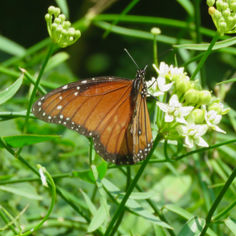 Soldier Butterfly (Danaus eresimus)