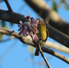 Nashville Warbler (Leiothlypis ruficapilla)