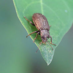 Darkling Beetle (Genus Dinomus)