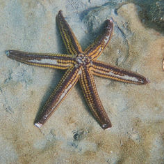 Pyramid Sea Star (Pharia pyramidata)