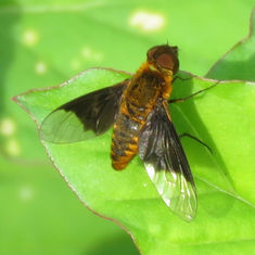 Chrysanthrax cypris