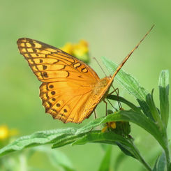 Mexican Fritillary (Euptoieta hegesia)