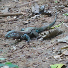 Whiptail Lizards (Genus Aspidoscelis)