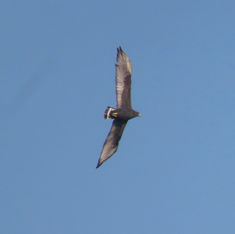 Zone-tailed Hawk (Buteo albonotatus)
