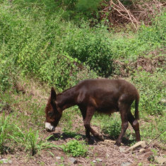 Burro (Equus asinus)