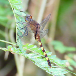 Black Pondhawk (Erythemis attala)