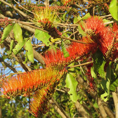 Bushwillow (Combretum farinosum)